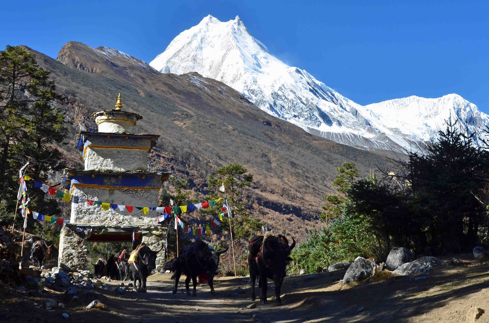 Manaslu mit Yaks