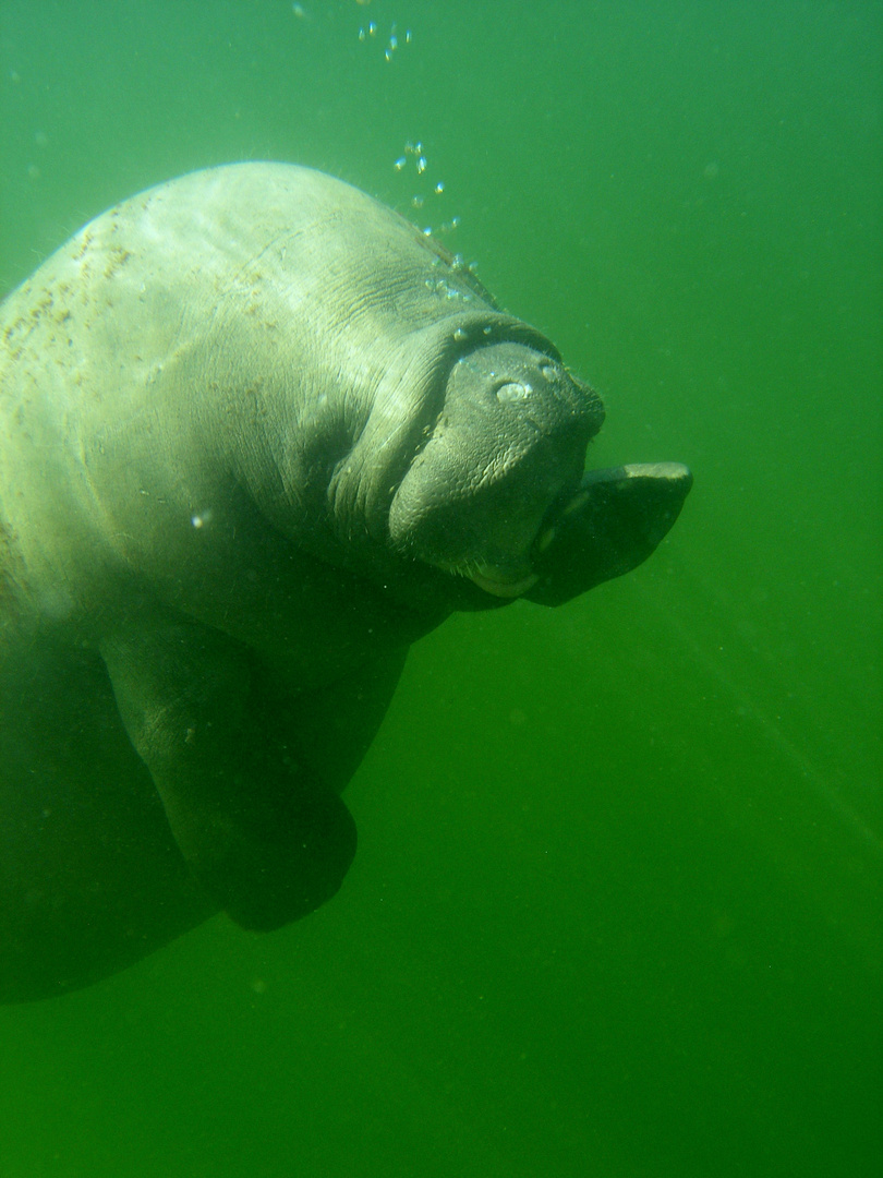 Manatee