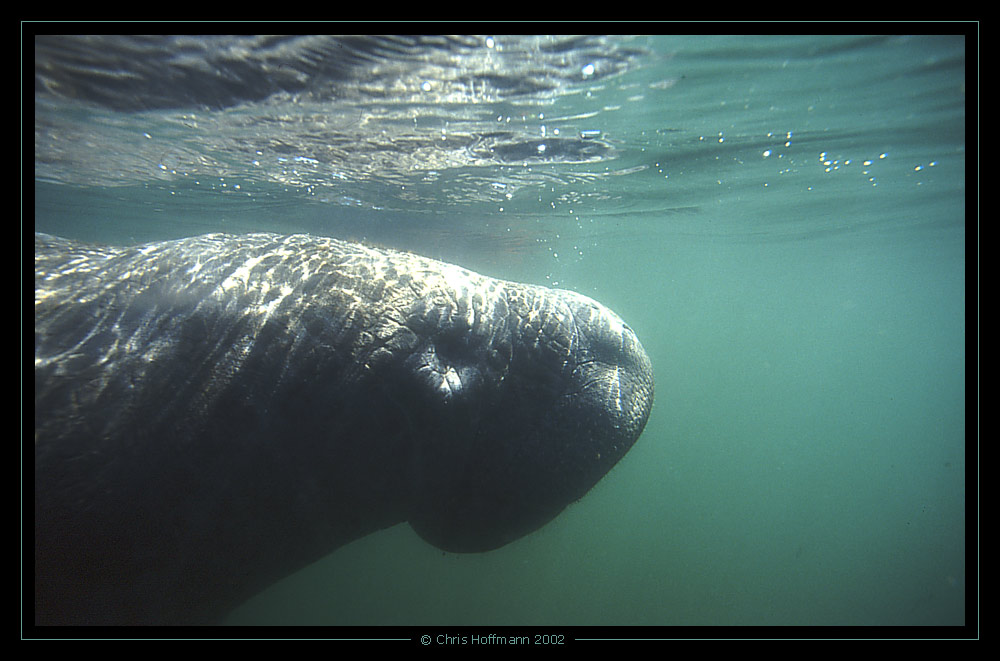 Manatee