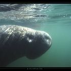 Manatee