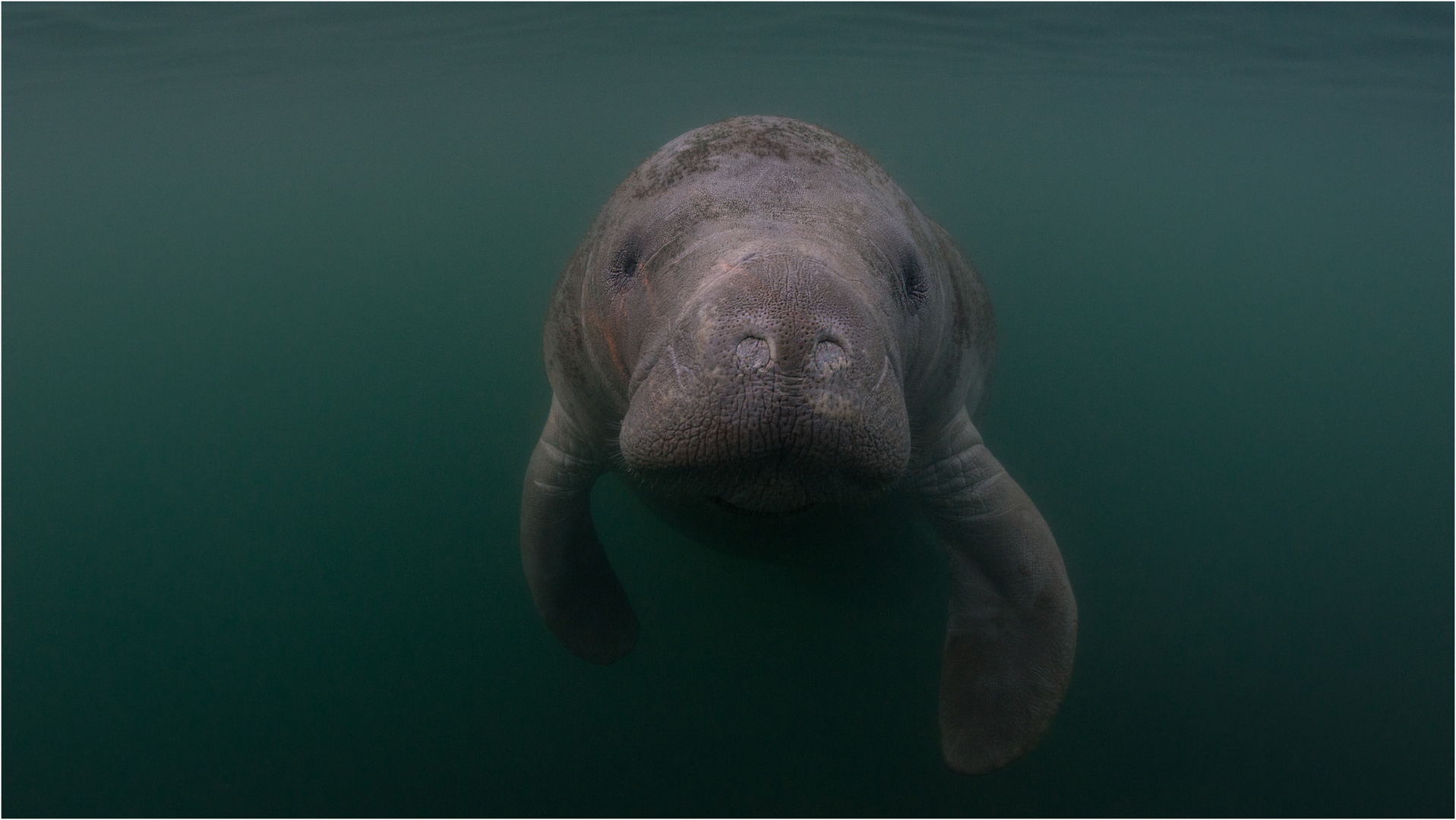 Manatee