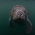 Manatee