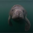 Manatee