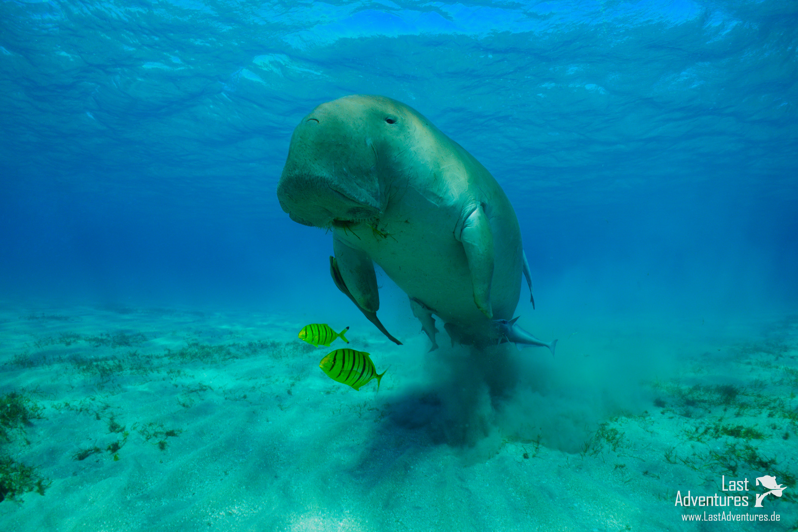 Manatee and fish