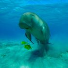 Manatee and fish