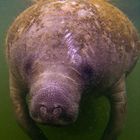 Manatee