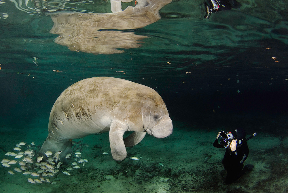 manatee