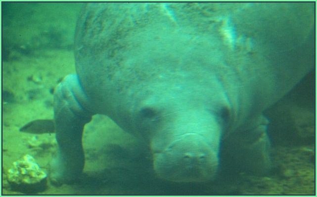 Manatee im Homosassa Wildlife Park