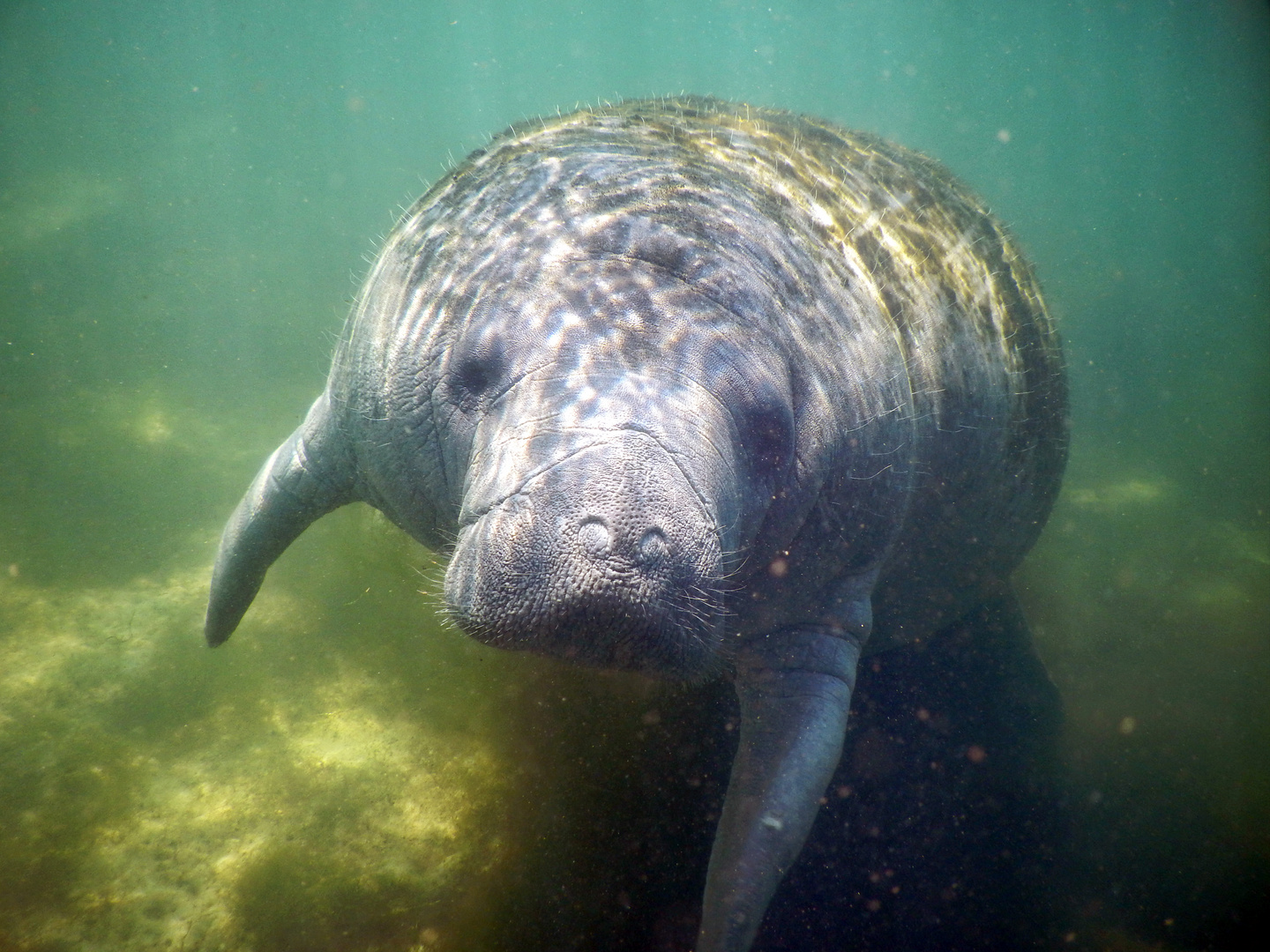 Manatee in Florida