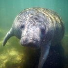 Manatee in Florida