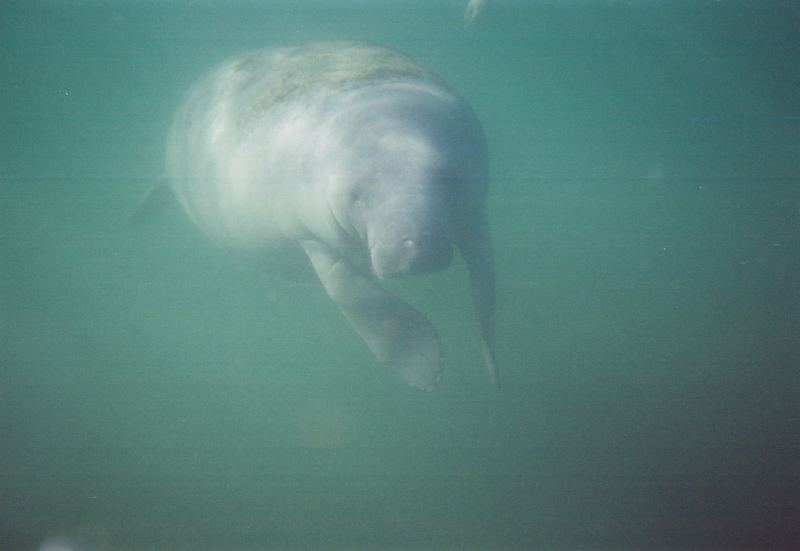 Manatee IV