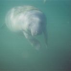 Manatee IV