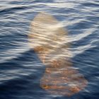 Manatee (Seekuh), Florida, USA