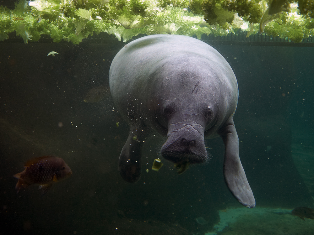 Manatee, Seekuh - im Zoo Odense/Dänemark