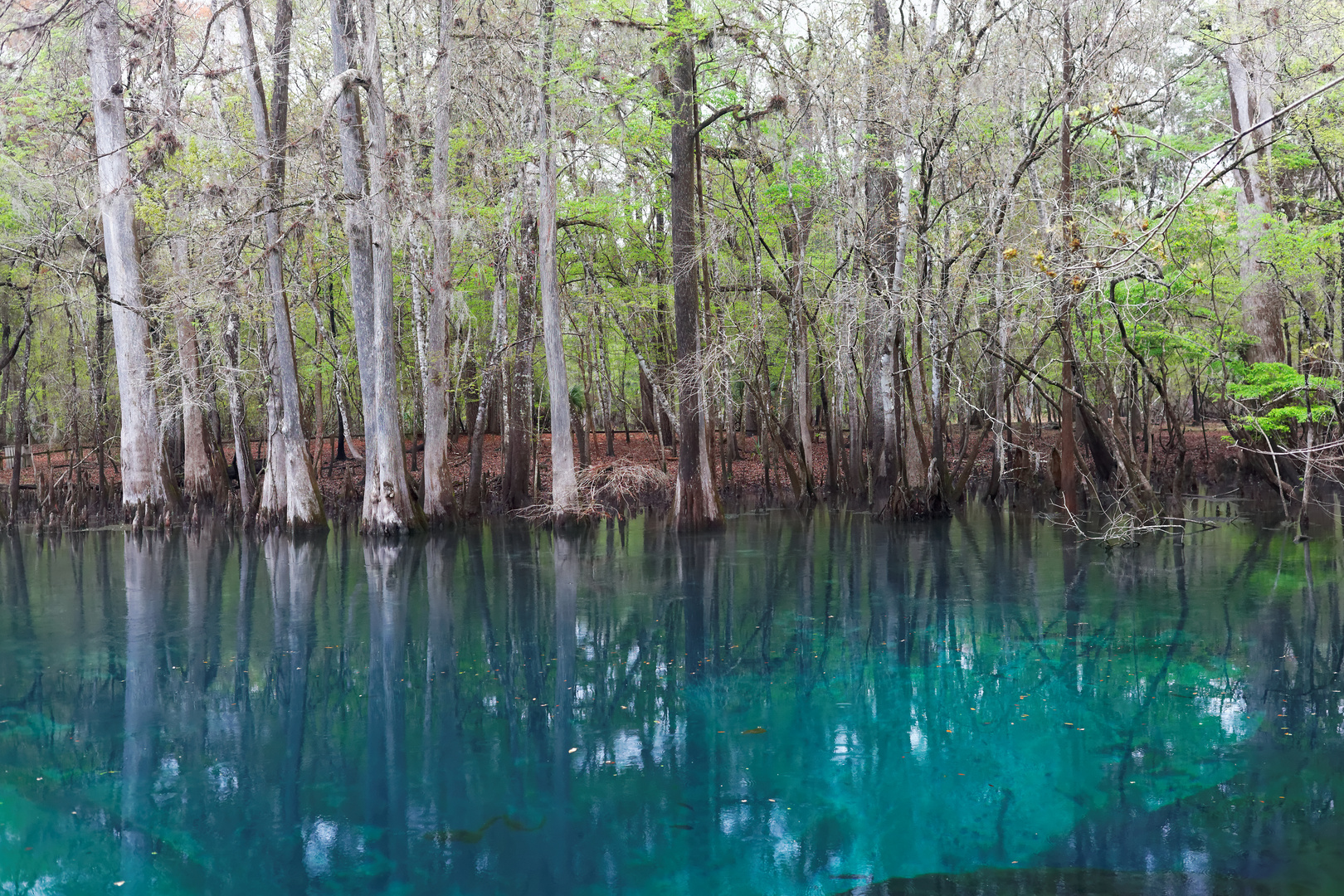 Manatee Springs