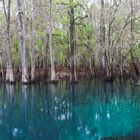 Manatee Springs