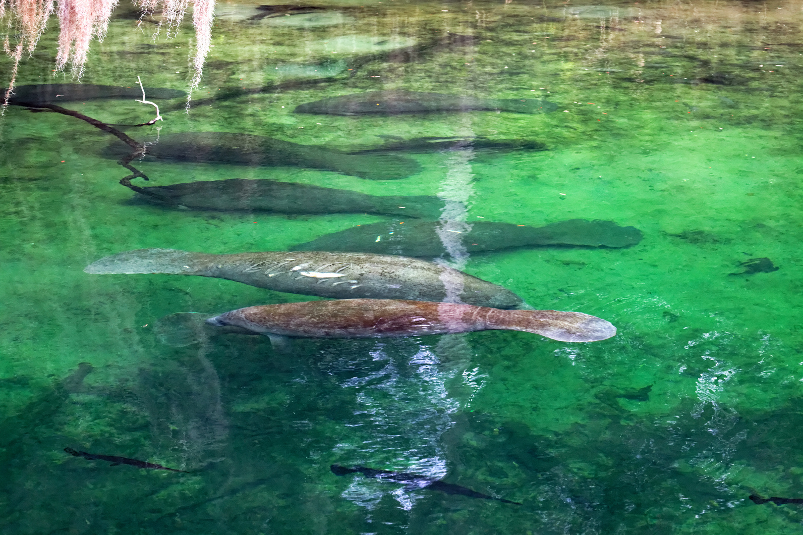 Manatees