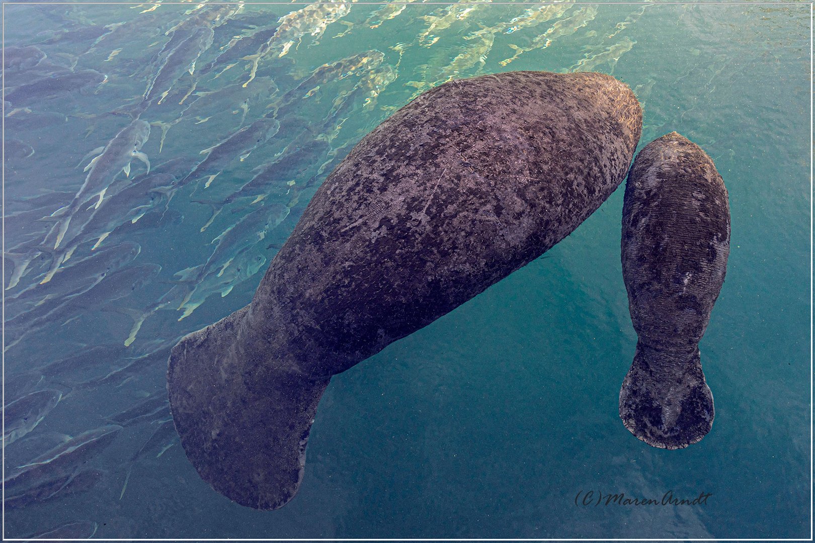Manatees Foto & Bild world, natur, reise Bilder auf