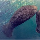 Manatees