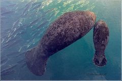 Manatees