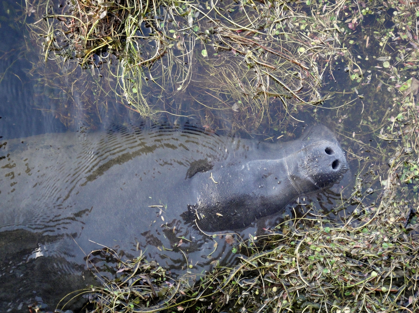 Manatees, Everglades