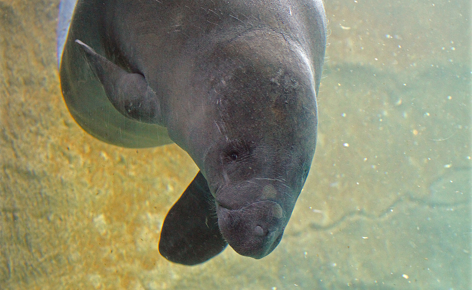 Manati mit Blick vom Blauen Salon im Nürnberger Tiergarten