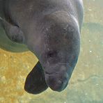 Manati mit Blick vom Blauen Salon im Nürnberger Tiergarten