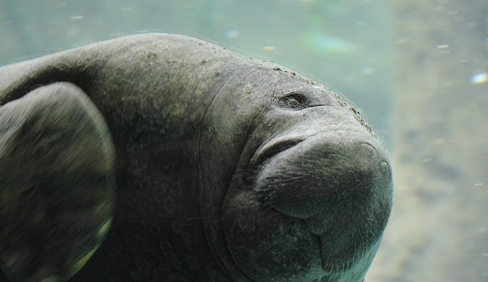 Manati oder auch als Seekuh bekannt