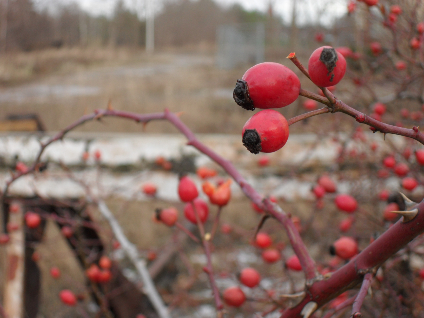 ... manch Dornen eröffnen dir neue Wege [2009|12|25]