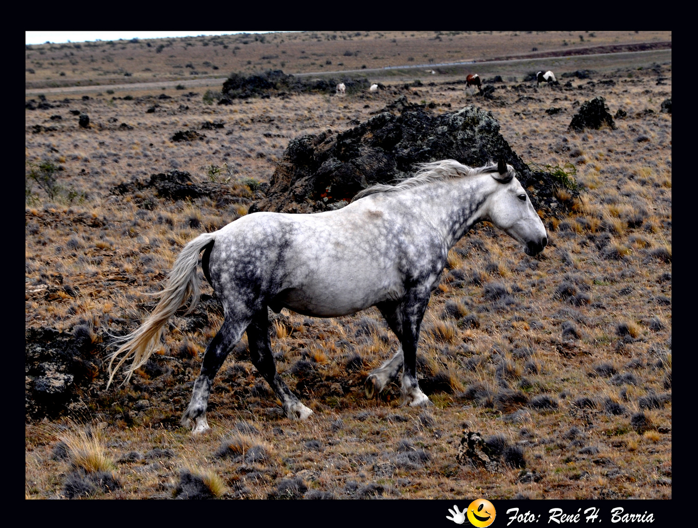 manchas caminando en las pradera