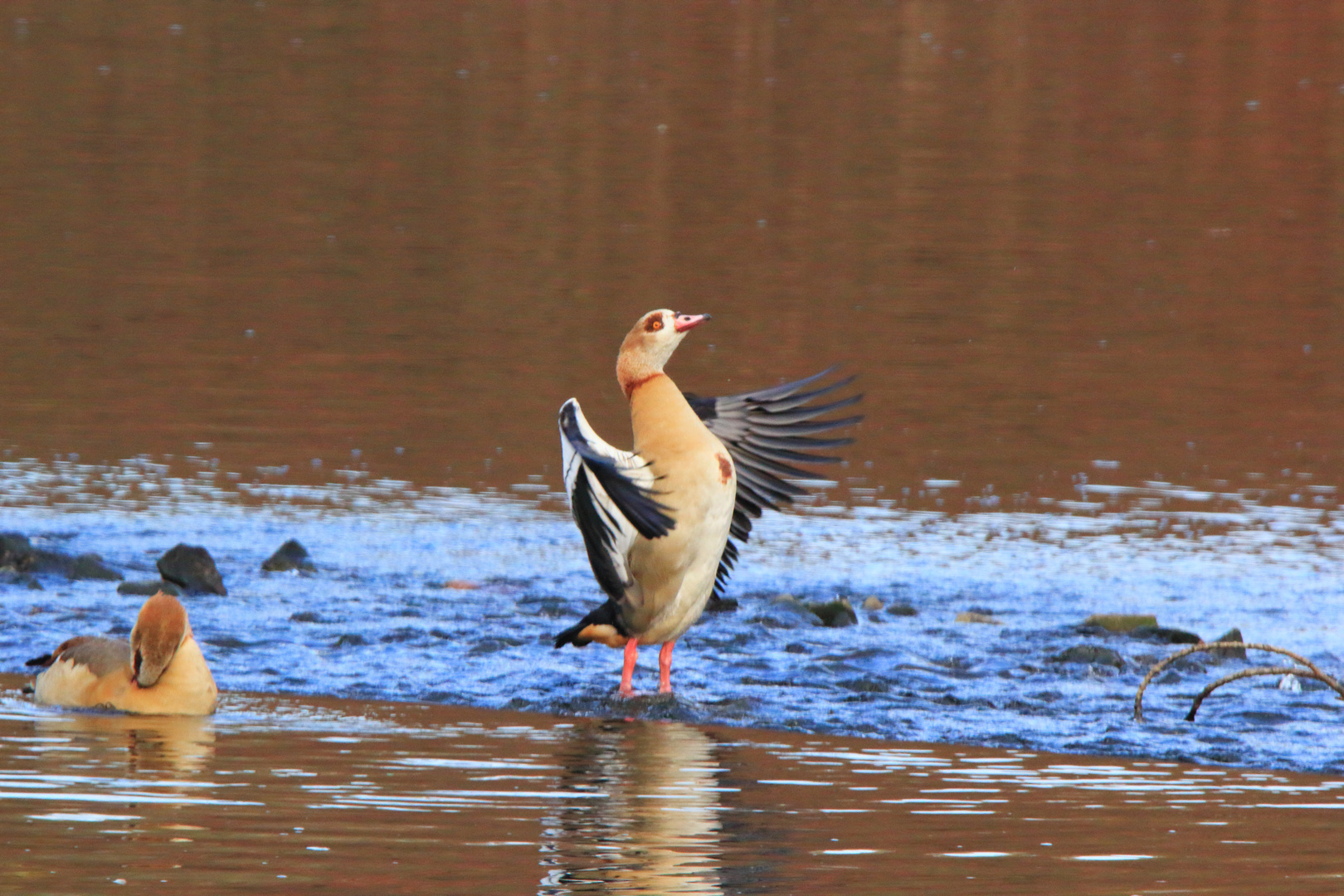 Manche behaupten, ich wäre eine eingebildete Gans