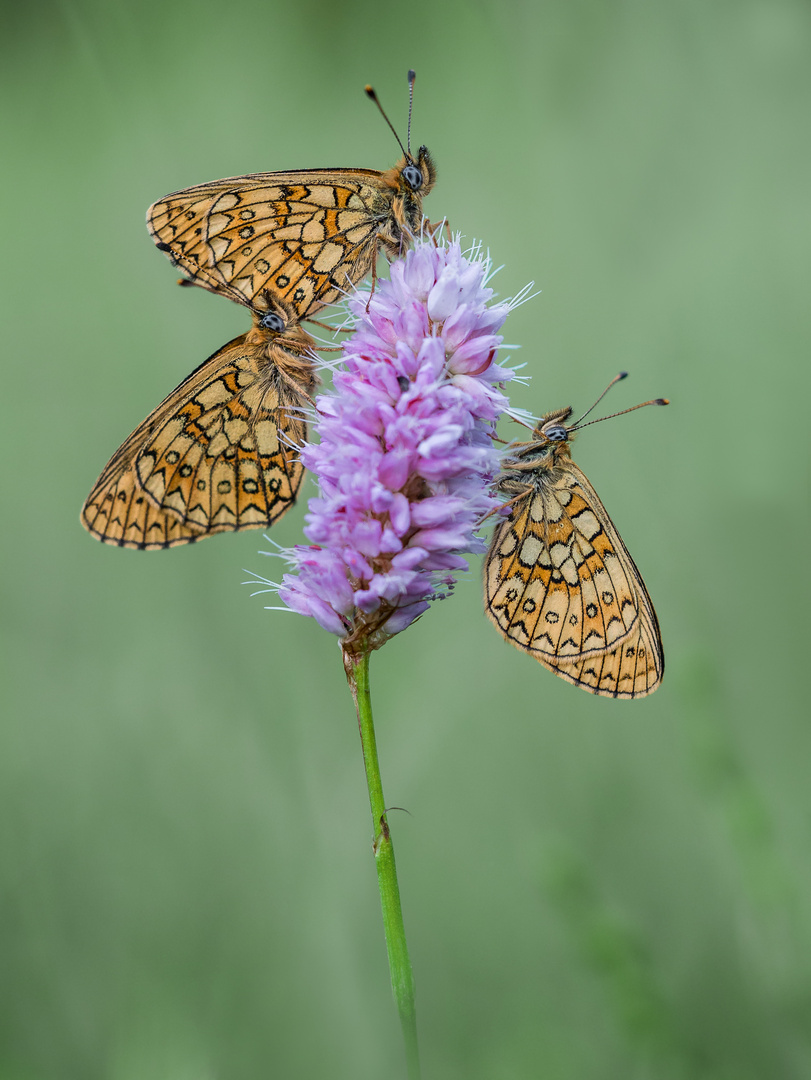 manche Blüten sind beliebter