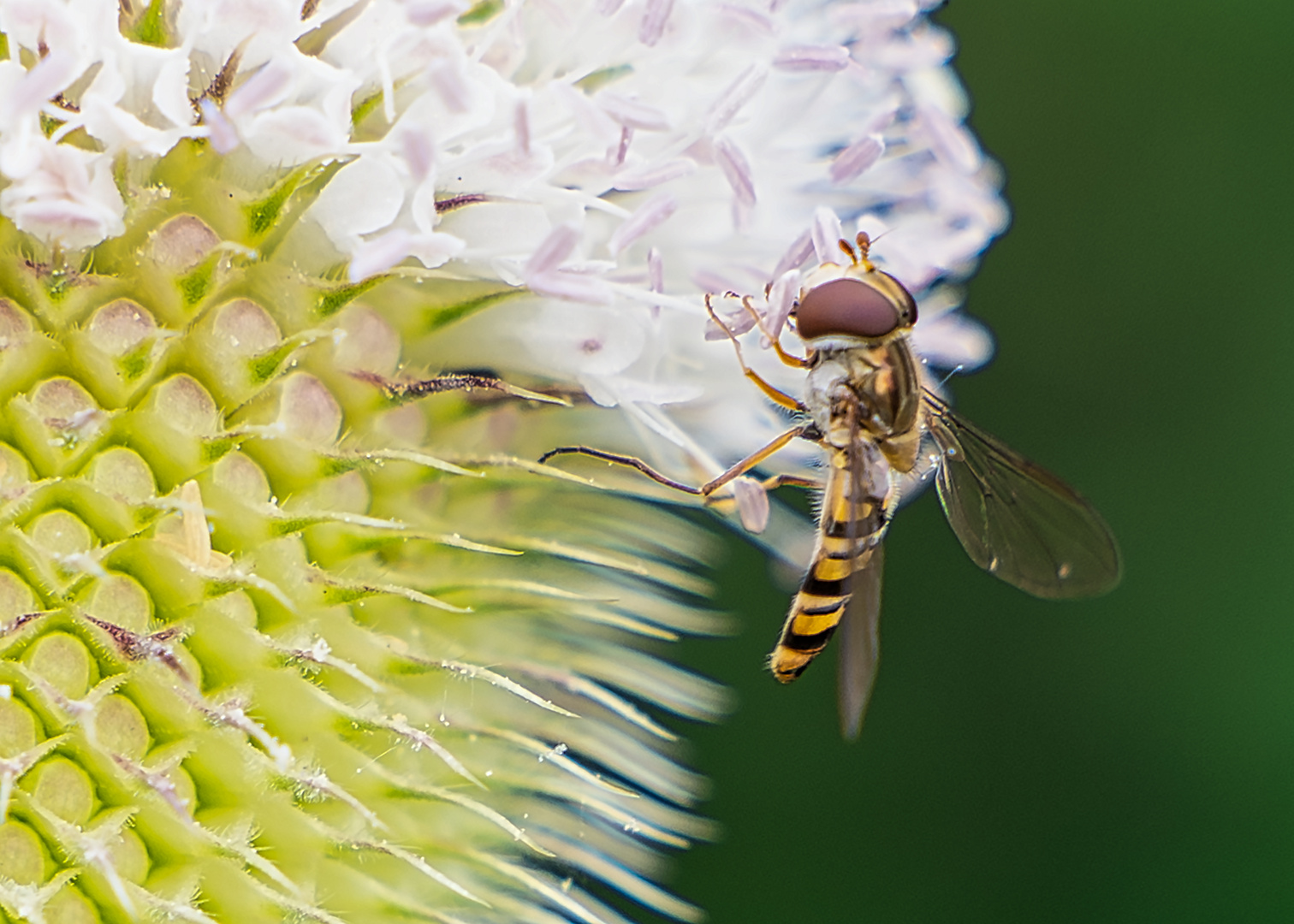 Manche fahren so langsam Auto, dass die Insekten hinten aun der Heckscheibe aufschlagen. ;-)