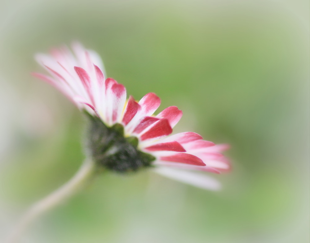 Manche Gänseblümchen sind eben ganz besonders!