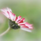 Manche Gänseblümchen sind eben ganz besonders!