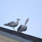 Manche haben Tauben auf dem Dach, andere Möwen - Hier, wie ich vermute im Ehestreit!?