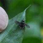 Manche Insekten scheinen überhaupt keine Angst zu haben....