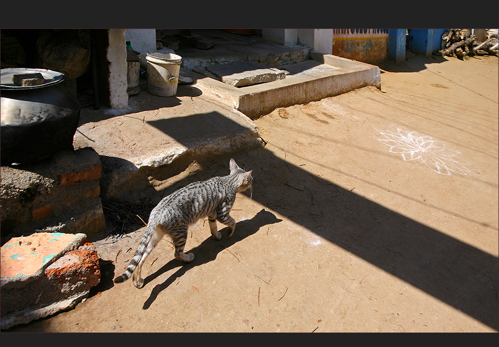 manche Katzen sind auch am Tage grau