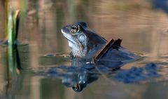 Manche Männer können nicht schwimmen..