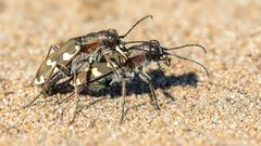 Manche mögen’s heiß!