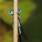 Manche mögen's scharf...!