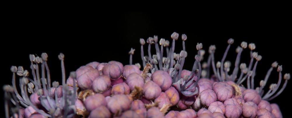 Manche treiben seltsame Blüten