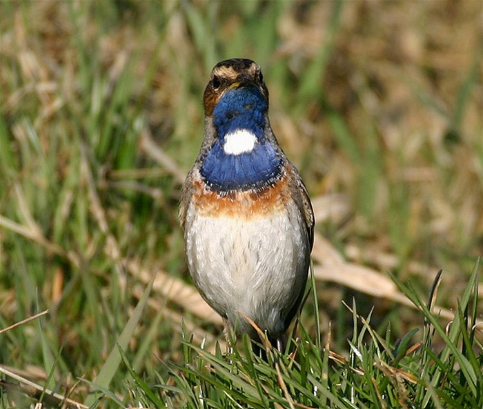 Manche Vögel sorgen selbst  fürs Sternchen