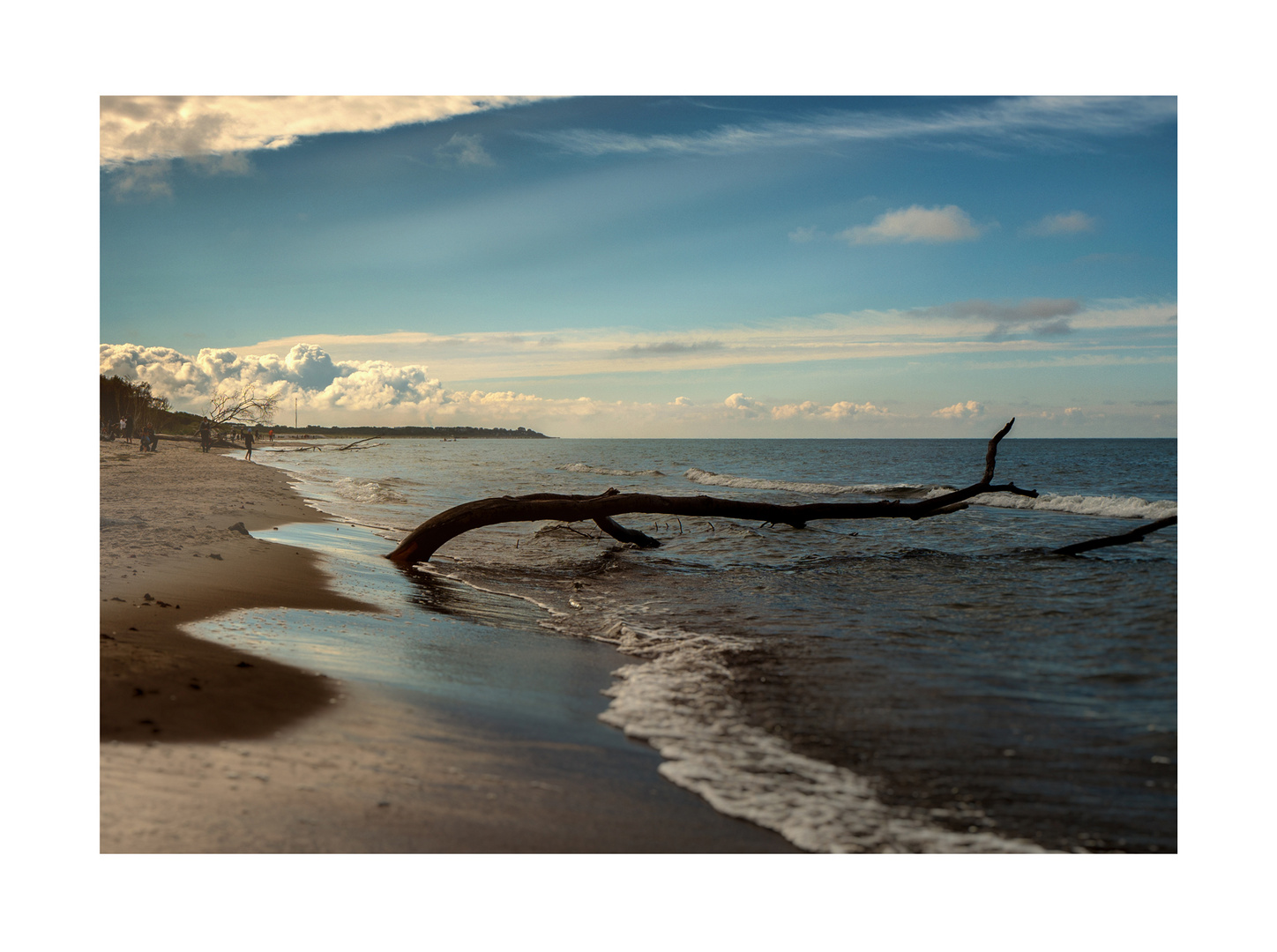 Manche wachsen in den Himmel, manche ins Meer..