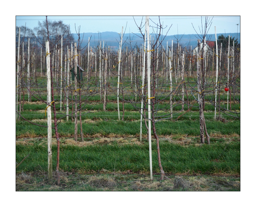 Mancher Apfel fällt nicht zum Stamm