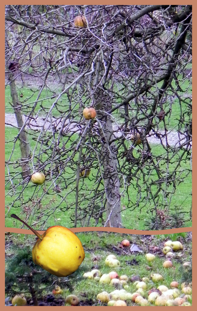 mancher Apfel fällt noch nicht vom Stamm