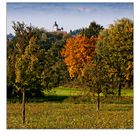 mancher Baum kann´s kaum erwarten