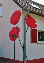 mancher liebt den Mohn auch so !