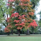 Mancherorts ist es schon früher Herbst