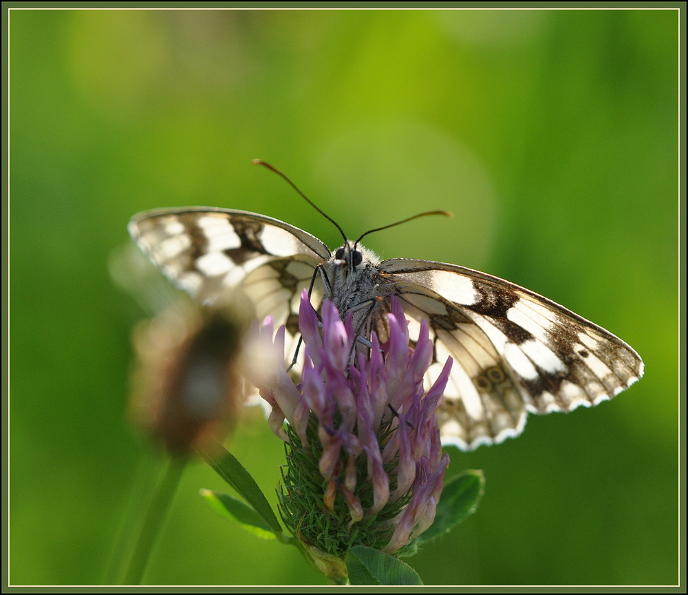 Manches in der Natur...